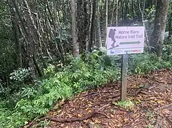 Balisage du trail du Morne Blanc.