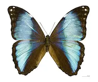 Morpho deidamia deidamia ♂ - MHNT