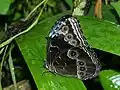 Morpho deidamia polybaptus