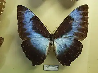 Morpho (Iphimedeia) cisseis