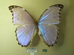 Morpho menelaus amathonte.