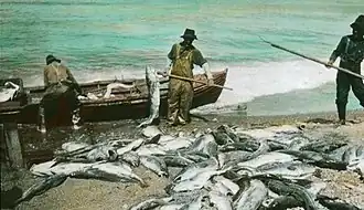 Déchargement de la morue, vers 1925.