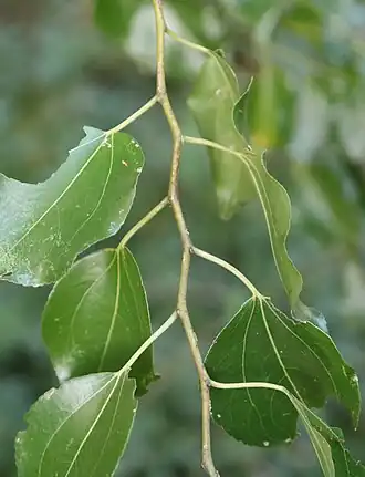 Description de l'image Morus mesozygia 31117980.jpg.