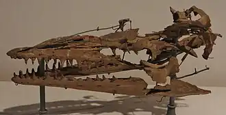 Photo d'un crâne fragmenté fossile de couleur beige exposé dans un musée.