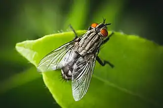 Mouche grise de la viande