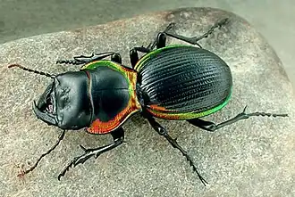 Description de cette image, également commentée ci-après