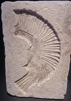 Moule pour crêtes de casques