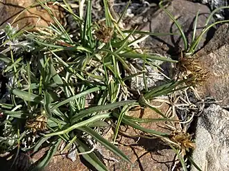 Description de l'image Mount Dana sedge, Carex incurviformis (27874570038).jpg.