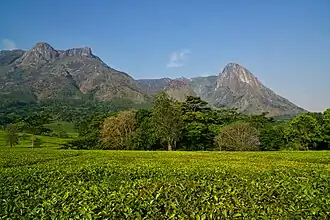Vue du mont Mulanje.