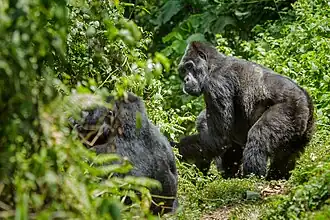 Gorilla beringei beringei dans la forêt impénétrable de Bwindi, Ouganda.