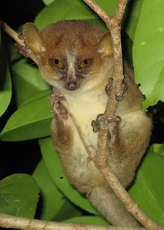 Description de l'image Mouse Lemur in Anjajavy.jpg.