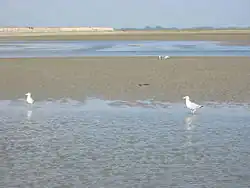 L'estran de la baie de Somme;