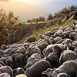 Photo d'un troupeau de moutons.