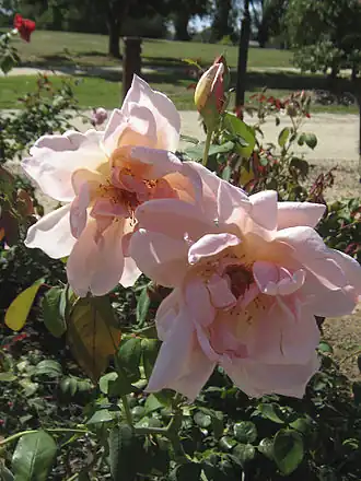 'Mrs Arthur Robert Waddell', 1908