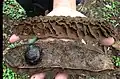 Gousses de Mucuna urens au Costa Rica