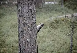 Un pic sur le tronc d'un arbre dans une forêt.