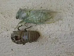 3e&nbsp;étape de la mue - la cigale est sortie (couleur verte) (13h00)