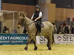 Photo d'une mule poitevive au pas, montée par une jeune femme sur la carrière d'un salon.