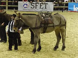 Mule poitevine bâtée, présentée au Salon de l'agriculture de 2013.