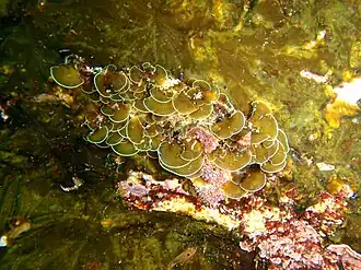 Description de l'image Multi-fanned zonaria at Lorry Bay PB012113.JPG.