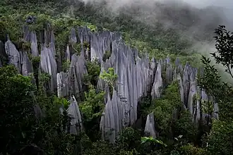Gunung Mulu, Bornéo