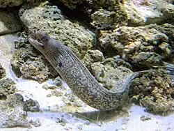 Murène commune (Muraena helena)