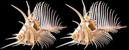 Image stéréoscopique - Murex Pecten