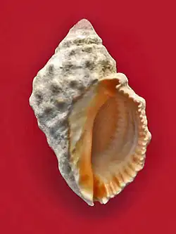 Stramonita haemastoma
