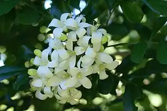 Les fleurs, groupées en panicules, exhalent un parfum de jasmin ou de fleur d'oranger