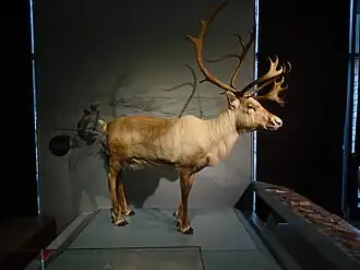 Renne (Rangifer tarandus)