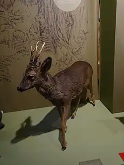 Chevreuil (Capreolus capreolus)