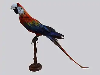 Ara macao, spécimen naturalisé au XIXe&nbsp;siècle.