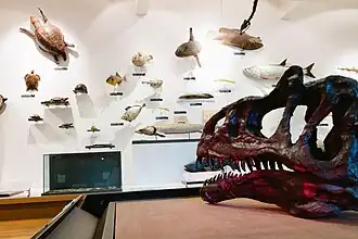 Crâne d'Allosaurus.