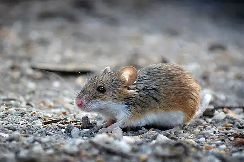 Souris naine d'Afrique (Mus minutoides)