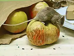 La Souris grise (Mus musculus), par le transport des denrées alimentaires, notamment lors du stockage des céréales.