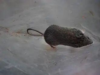 Description de l'image Mus pahari.JPG.