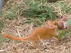 Muscardin et son petit