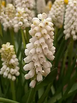 Muscari botryoides ‘album’