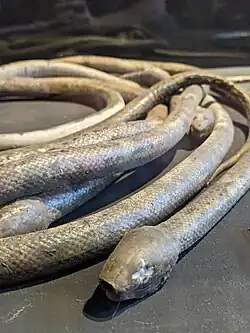 Serpents d'eau