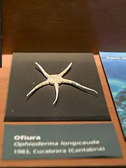 Spécimen naturalisé.