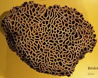 Description de l'image Museum Mensch und Natur - catenipora.jpg.