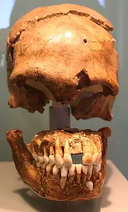 Le Moustier 1. Crâne vu de face