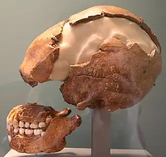 Le Moustier 1. Crâne vu de profil