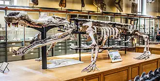 Squelette de Sarcosuchus, crocodilien primitif, à posture semi érigée.