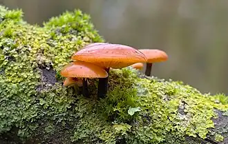 Flammulina velutipes