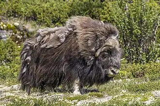 Bœuf musqué  au parc national de Dovrefjell-Sunndalsfjella, en Norvège.