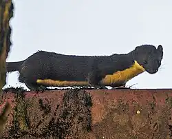 Belette à ventre jaune (M. kathiah)