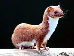 Belette (M. nivalis)