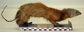 Description de l'image Mustela nudipes.png.