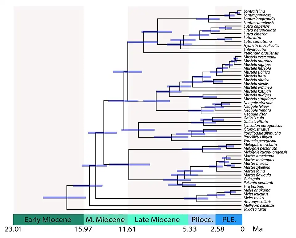 Arbre calibré dans le temps des Mustelidae montrant les temps de divergence entre les lignées. Les temps partagés incluent : 28,8 millions d'années (Ma) pour les mustélidés par rapport aux procyonidés ; 17,8 Ma pour les Taxidiinae ; 15,5 Ma pour les Mellivorinae ; 14,8 Ma pour Melinae ; 14,0 Ma pour Guloninae + Helictidinae ; 11,5 Ma pour Guloninae + Naquinae vs. Helictidinae ; 12,0 Ma pour les Ictonychines ; 11,6 Ma pour Lutrinae vs Mustelinae.